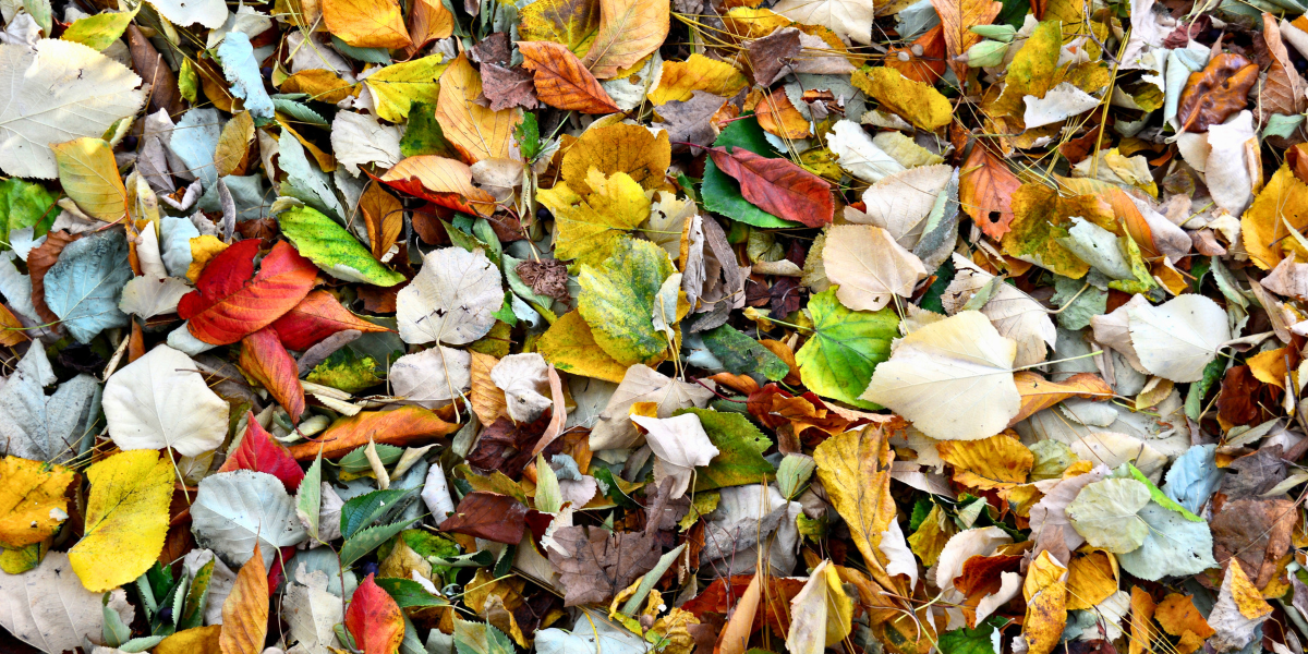 Pile of Leaves